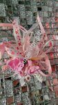 бутоньерка для жениха, свадебный салон